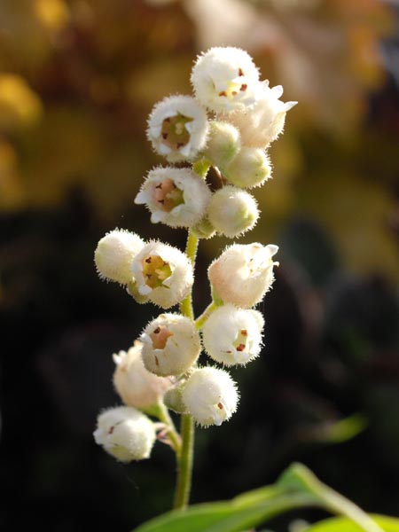 Heuchera hallii photo